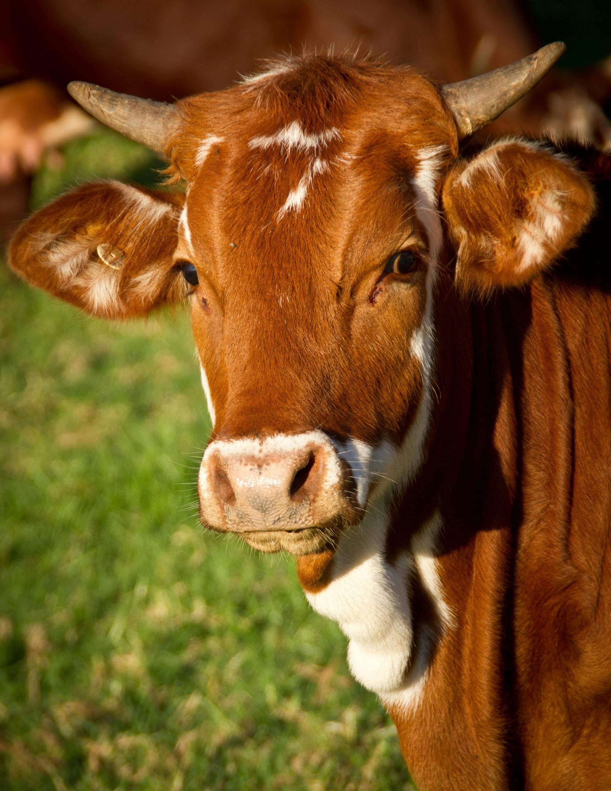 Les pets de vache réchauffent-ils vraiment le climat ?